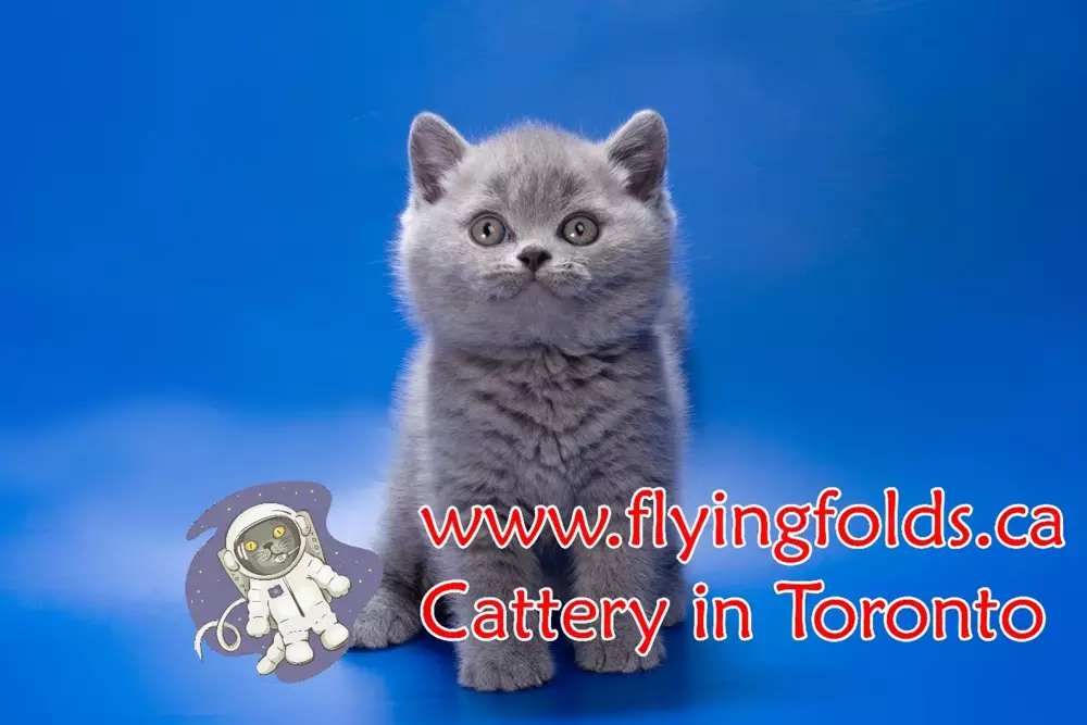 Sir. Arthur, British Shorthair Kitten Blue, Toronto. FlyingFolds Cattery