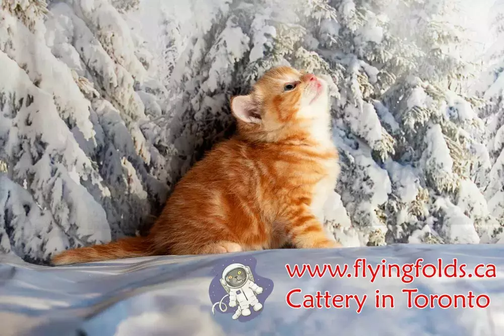 Nemo, British Shorthair Kitten Golden, Toronto. FlyingFolds Cattery