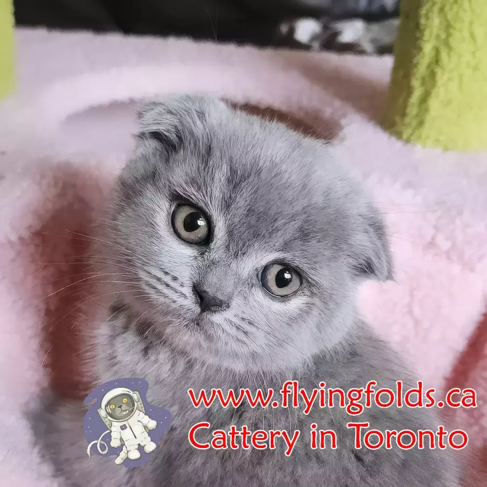Darina, Scottish Fold Kitten Blue, Toronto. FlyingFolds Cattery