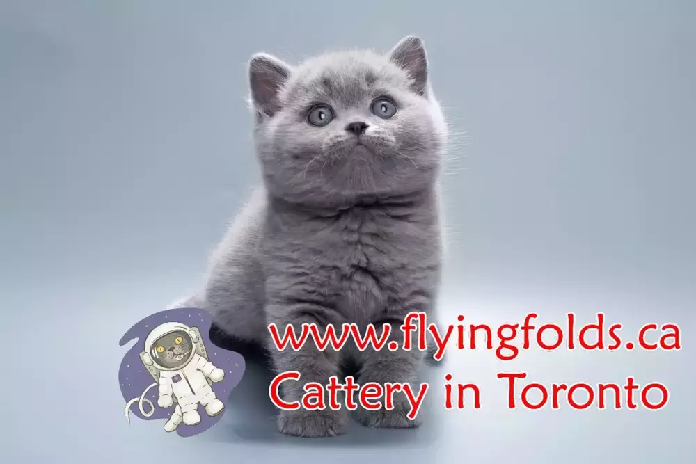 Constancia, British Shorthair Kitten Blue, Toronto. FlyingFolds Cattery