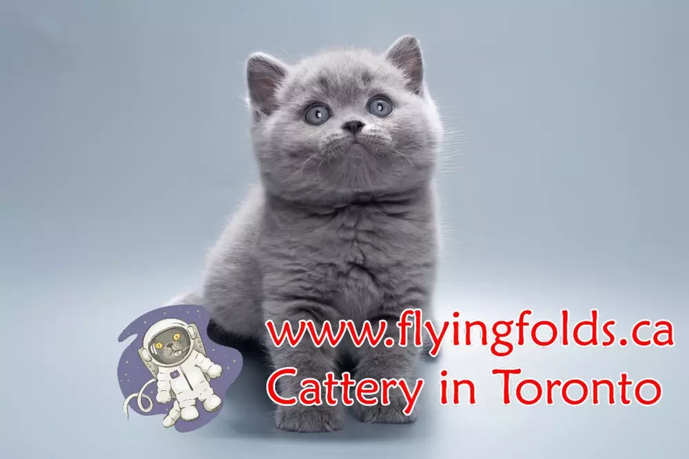 Constancia, British Shorthair Kitten Blue, Toronto. FlyingFolds Cattery