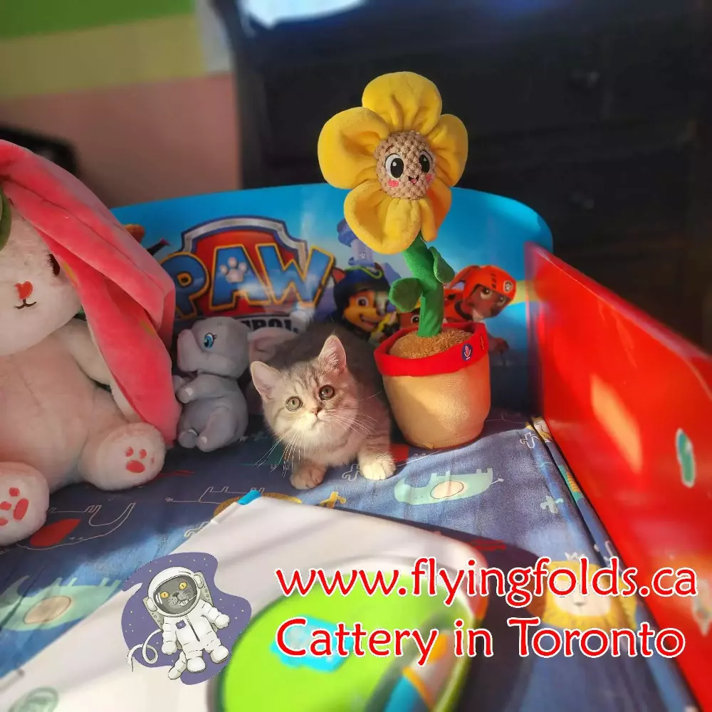 Sophie, Countess of Brienne, British Shorthair Kitten Silver Blue tortie, Toronto. FlyingFolds Cattery