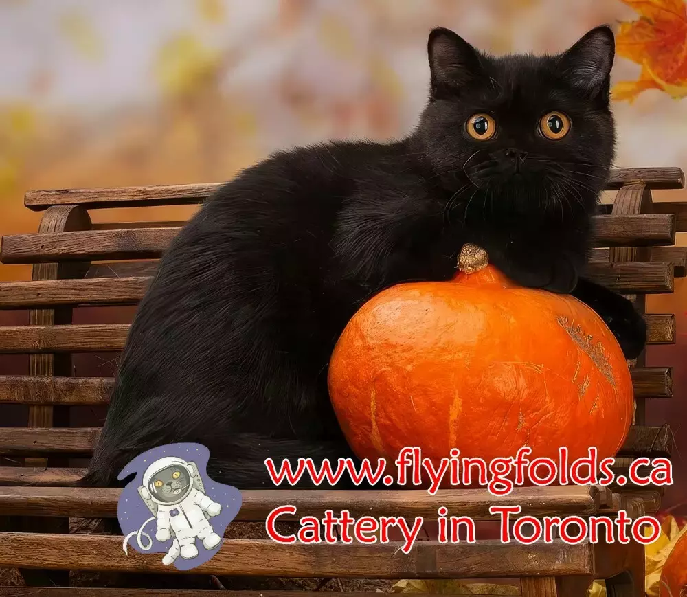 Irissia, British Shorthair Kitten Black, Toronto. FlyingFolds Cattery
