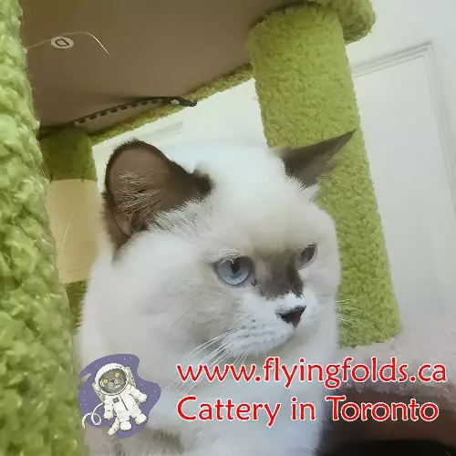 Zaya(Roxana), British Shorthair Cat Chocolate Pointed, Toronto. FlyingFolds Cattery