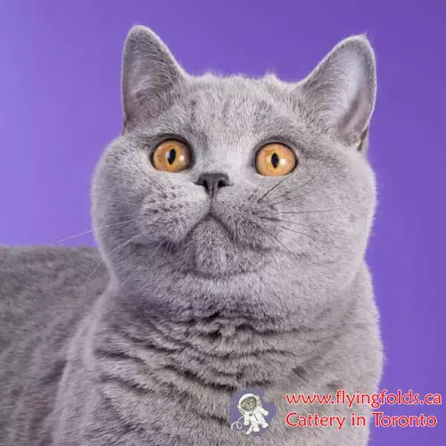Chucha, British Shorthair Cat Blue, Toronto. FlyingFolds Cattery