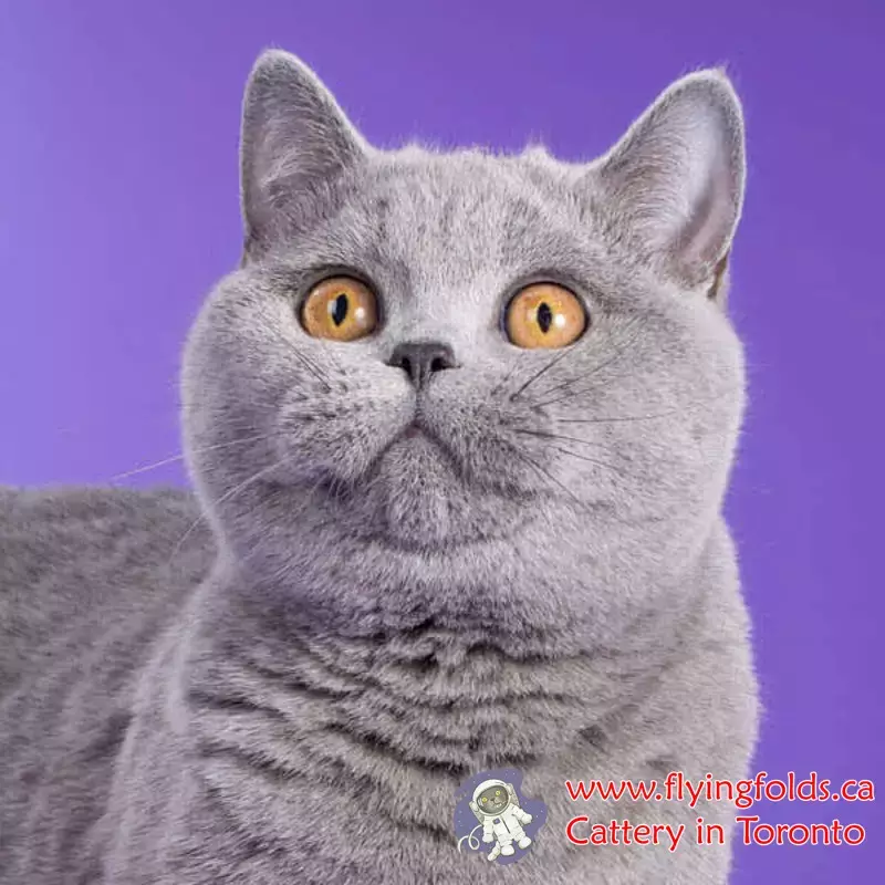 Chucha, British Shorthair Kitten Blue, Toronto. FlyingFolds Cattery