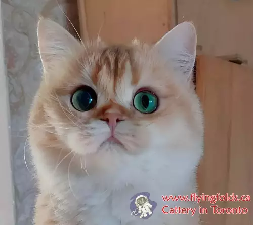 Zlata, British Shorthair Cat Black Golden Shell Chinchilla, Toronto. FlyingFolds Cattery