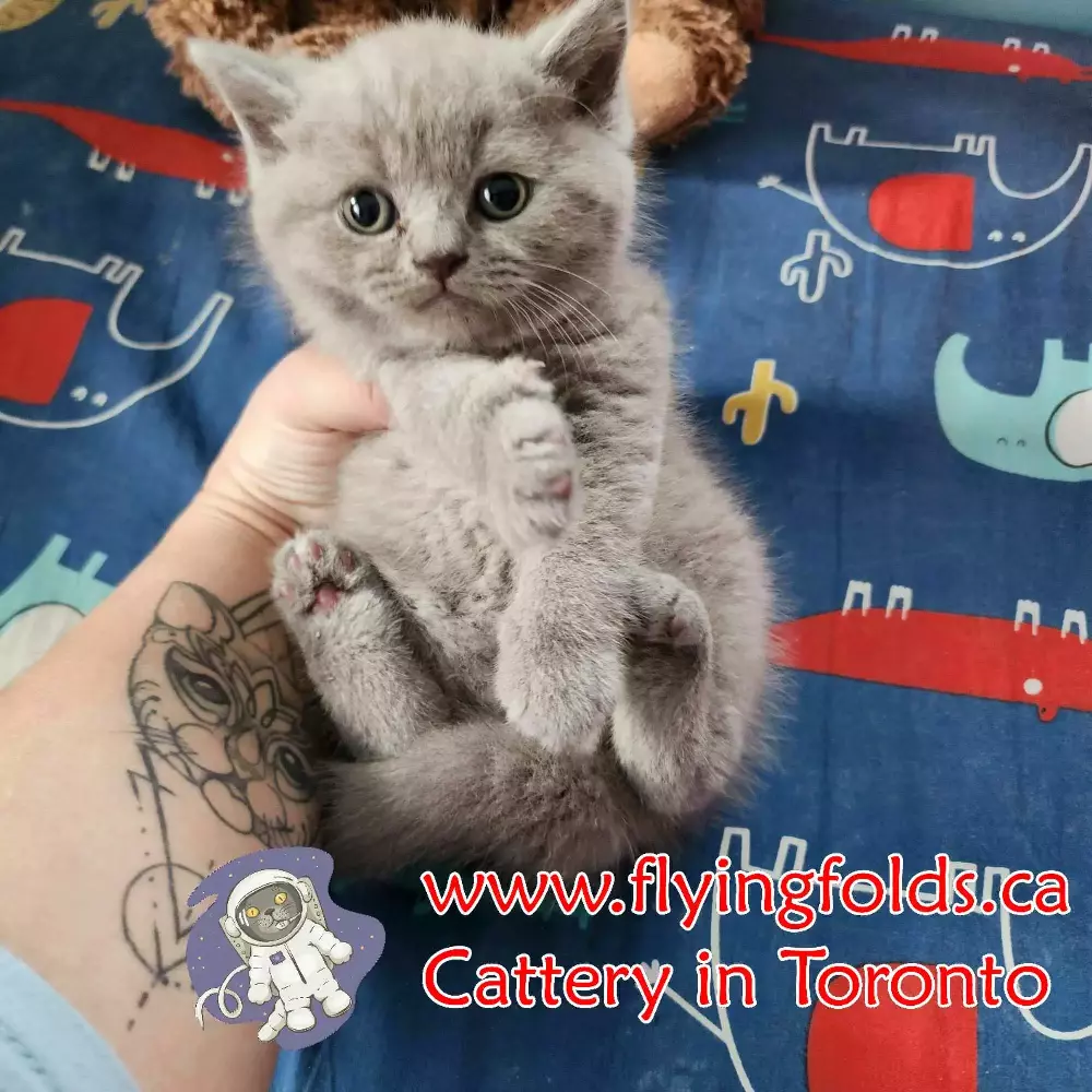 Flamina di Landior, British Shorthair Kitten Rose Lilac, Toronto. FlyingFolds Cattery