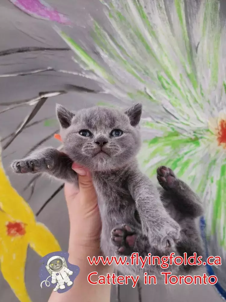 Mr.Tom Twister , British Shorthair Kitten Blue, Toronto. FlyingFolds Cattery