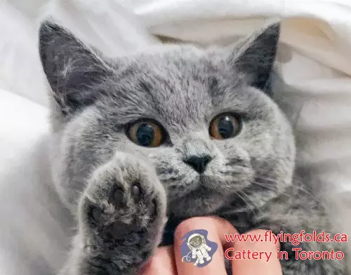 Kussandra, British Shorthair Cat Blue, Toronto. FlyingFolds Cattery