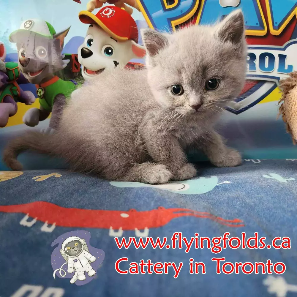 Felix de Bria, British Shorthair Kitten Rose Lilac, Toronto. FlyingFolds Cattery