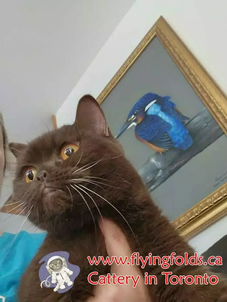 Brittany, British Shorthair Kitten Chocolate, Toronto. FlyingFolds Cattery
