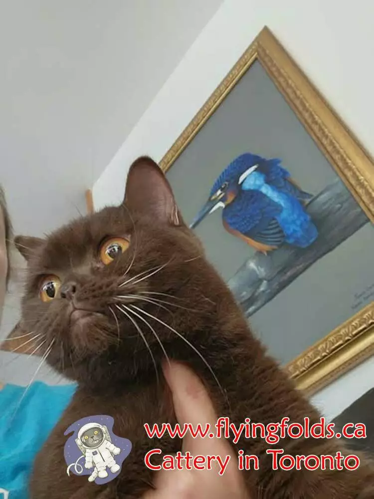 Brittany, British Shorthair Kitten Chocolate, Toronto. FlyingFolds Cattery