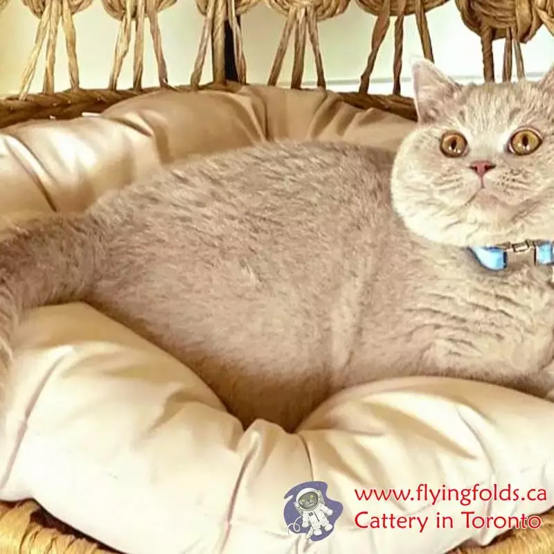 Kupidon, British Shorthair Kitten Fawn, Toronto. FlyingFolds Cattery