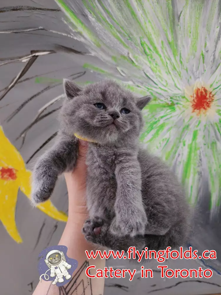 Lady Amora , British Shorthair Kitten Blue, Toronto. FlyingFolds Cattery