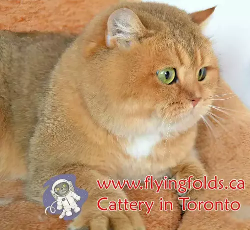 Dobrynya, British Shorthair Cat Black Golden Shaded, Toronto. FlyingFolds Cattery