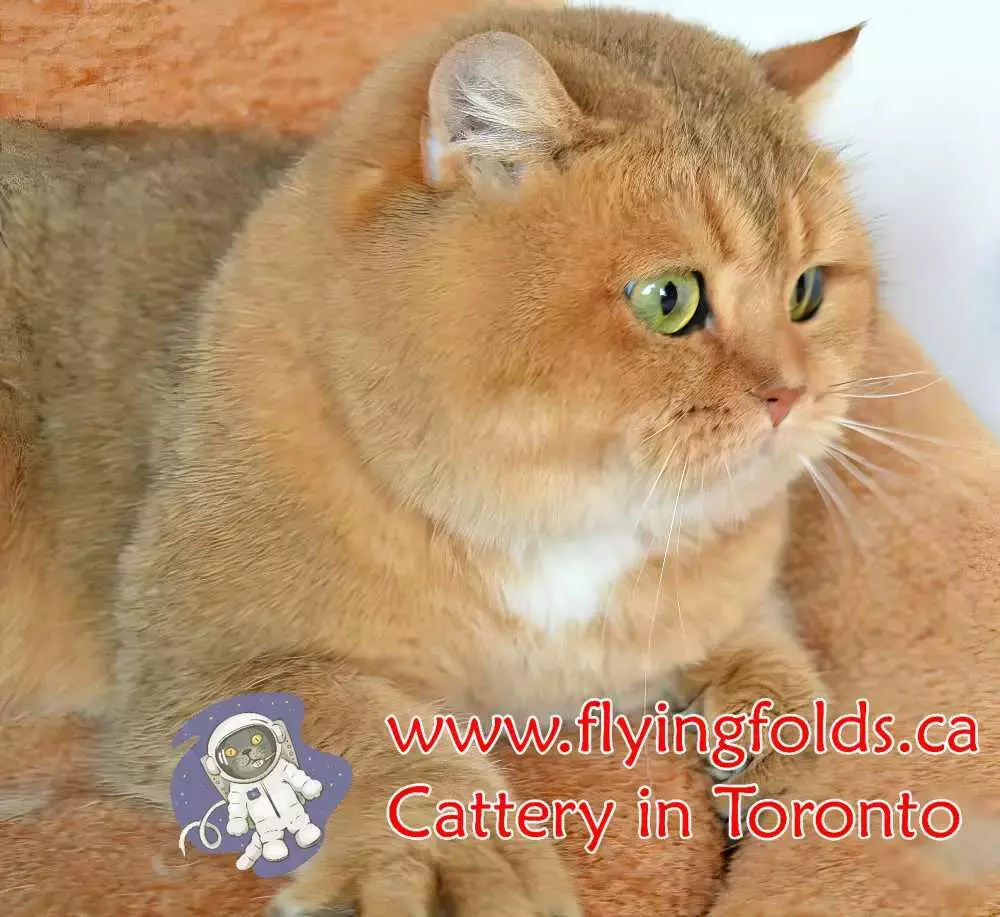 Dobrynya, British Shorthair Kitten Black Golden Shaded, Toronto. FlyingFolds Cattery