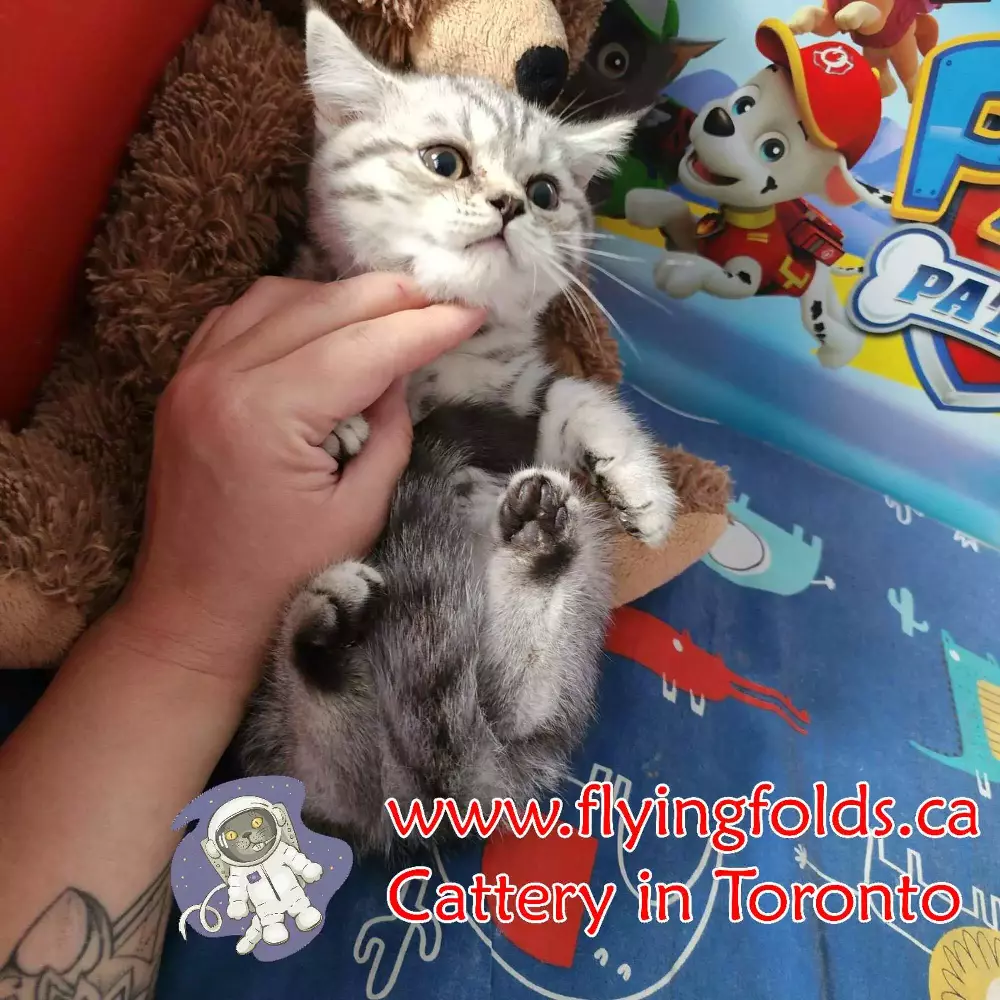 Margot de Lune , British Shorthair Kitten Silver Smoked tabby, Toronto. FlyingFolds Cattery