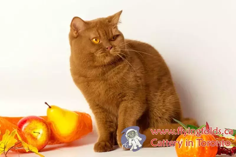 Harvey, British Shorthair Kitten Cinnamon, Toronto. FlyingFolds Cattery