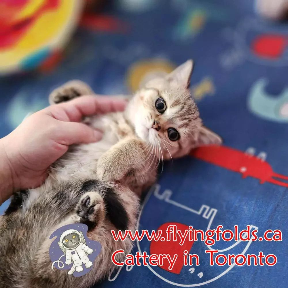Perle d’Ambre, British Shorthair Kitten Amber Mackerel tabby, Toronto. FlyingFolds Cattery