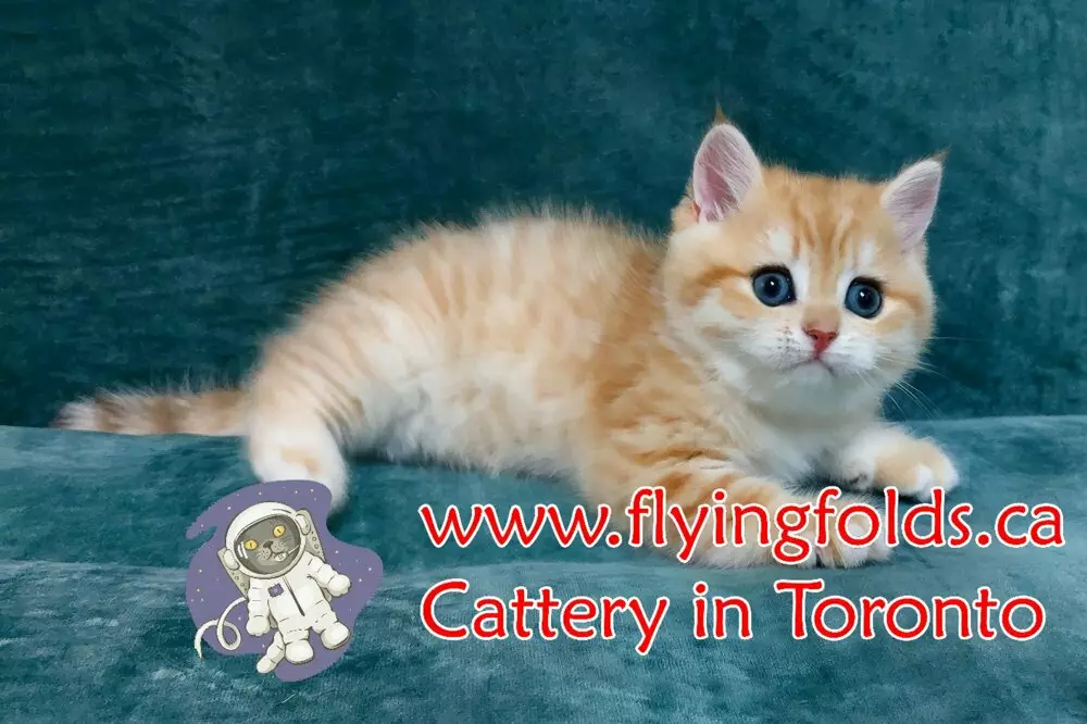 Ginger, British Shorthair Kitten Golden, Toronto. FlyingFolds Cattery