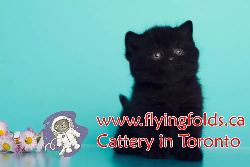 Nera, British Shorthair Kitten Black, Toronto. FlyingFolds Cattery