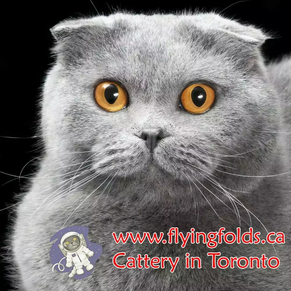 Flasha, Scottish Fold Kitten Blue, Toronto. FlyingFolds Cattery
