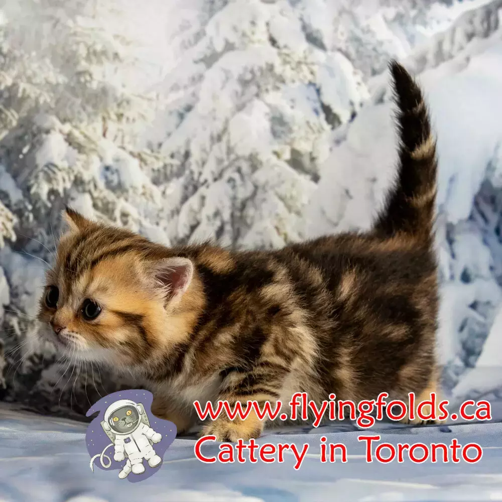 Marquis, British Shorthair Kitten Chocolate Golden Blotched Classic tabby, Toronto. FlyingFolds Cattery