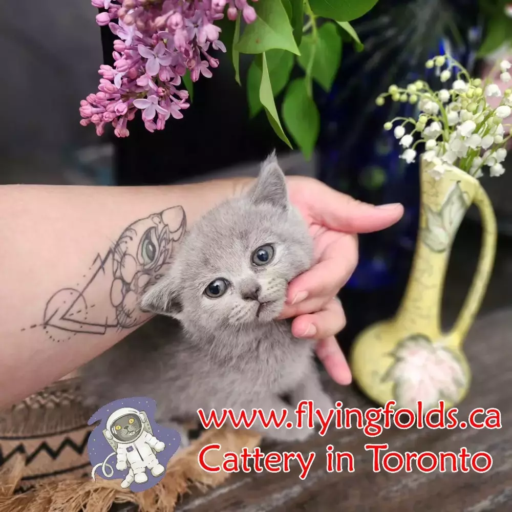Alba, British Shorthair Kitten Blue, Toronto. FlyingFolds Cattery