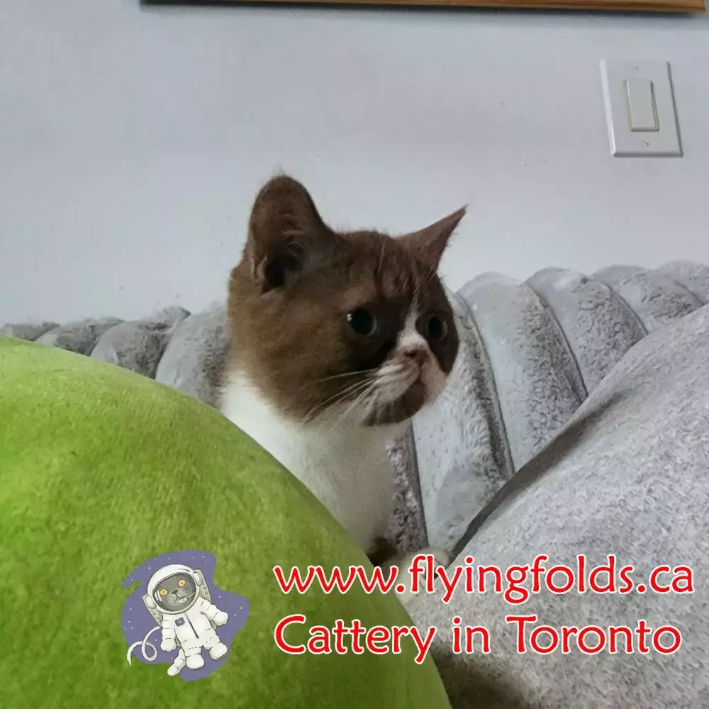 Armani, British Shorthair Kitten Cinnamon Bicolour (1/3 to 1/2 of cat white), Toronto. FlyingFolds Cattery