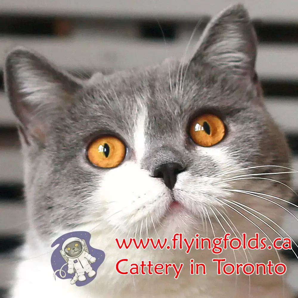 Rosie, British Shorthair Kitten Blue Bicolour (1/3 to 1/2 of cat white), Toronto. FlyingFolds Cattery