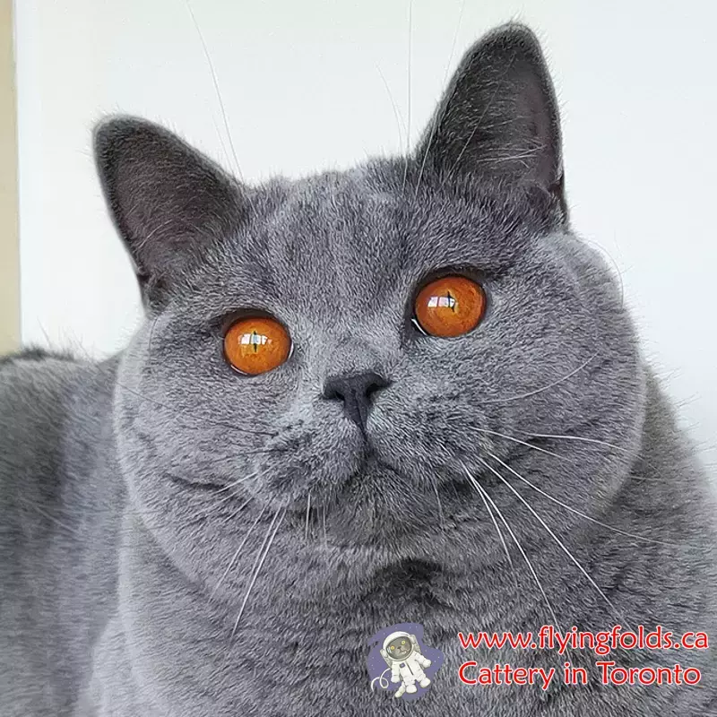 Imperator, British Shorthair Kitten Blue, Toronto. FlyingFolds Cattery