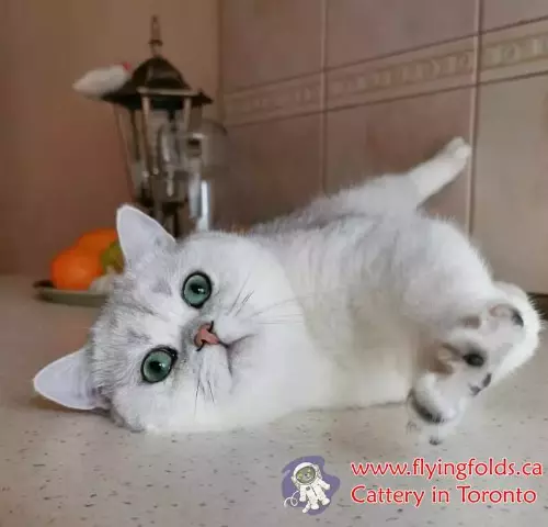 Indiana, British Shorthair Cat Black Silver Shaded, Toronto. FlyingFolds Cattery