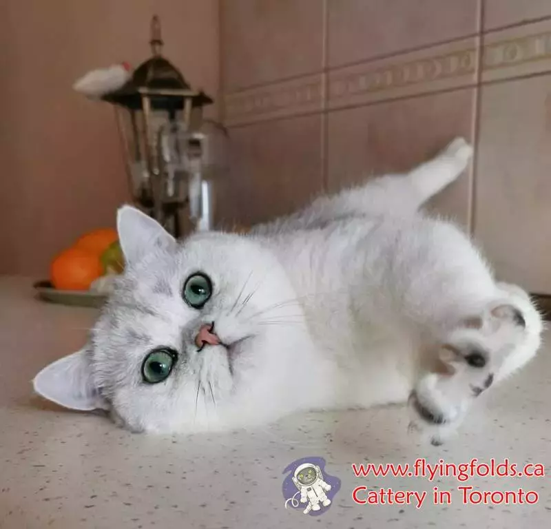 Indiana, British Shorthair Kitten Black Silver Shaded, Toronto. FlyingFolds Cattery