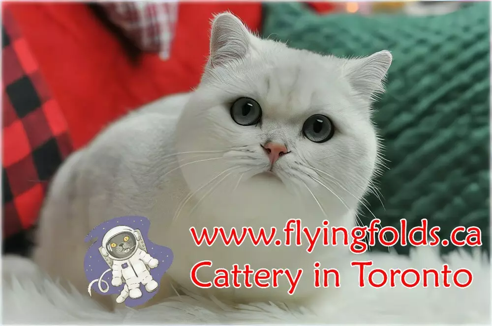 Jamaica of FlyingFolds, British Shorthair Cat Black Silver Shaded, Toronto. FlyingFolds Cattery