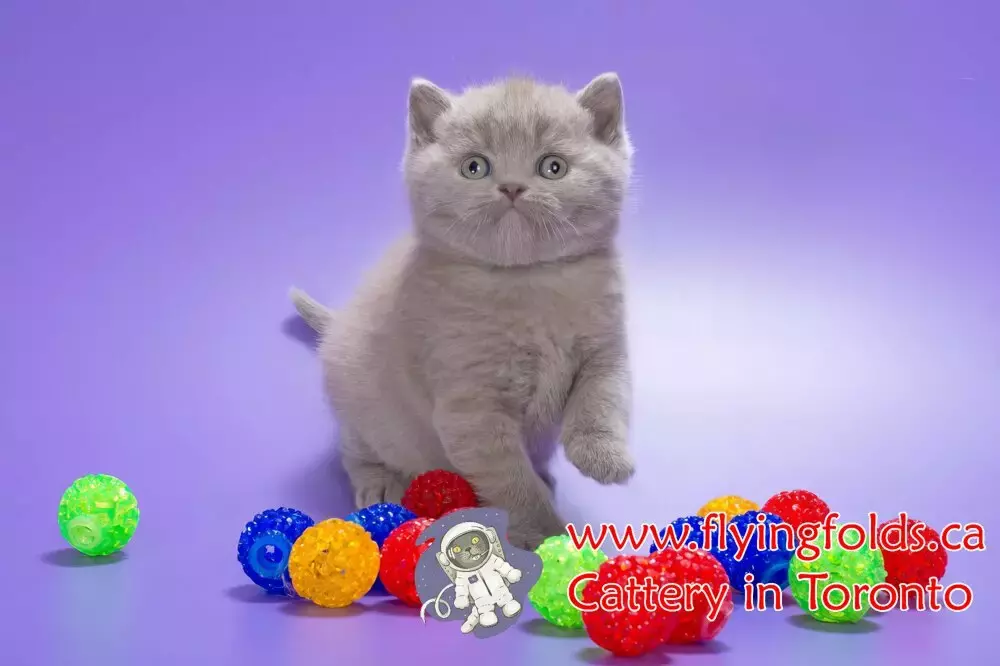Linda, British Shorthair Kitten Rose Lilac, Toronto. FlyingFolds Cattery