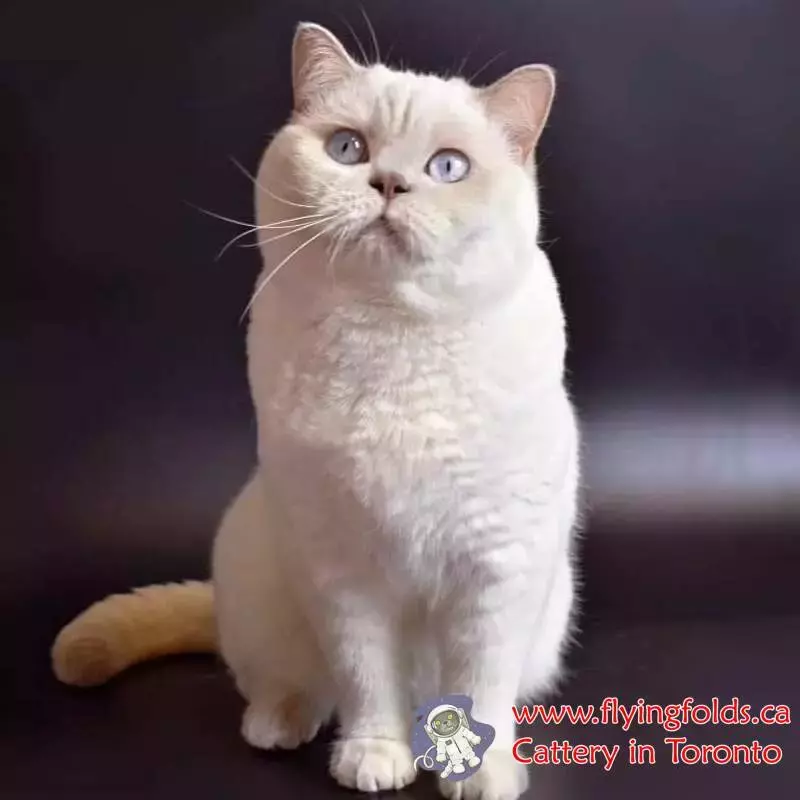 Mario, British Shorthair Kitten Fawn Pointed, Toronto. FlyingFolds Cattery