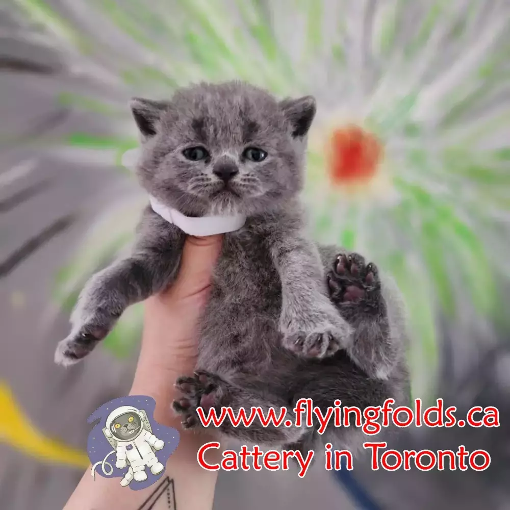 Sir. Arthur old, British Shorthair Kitten Blue, Toronto. FlyingFolds Cattery