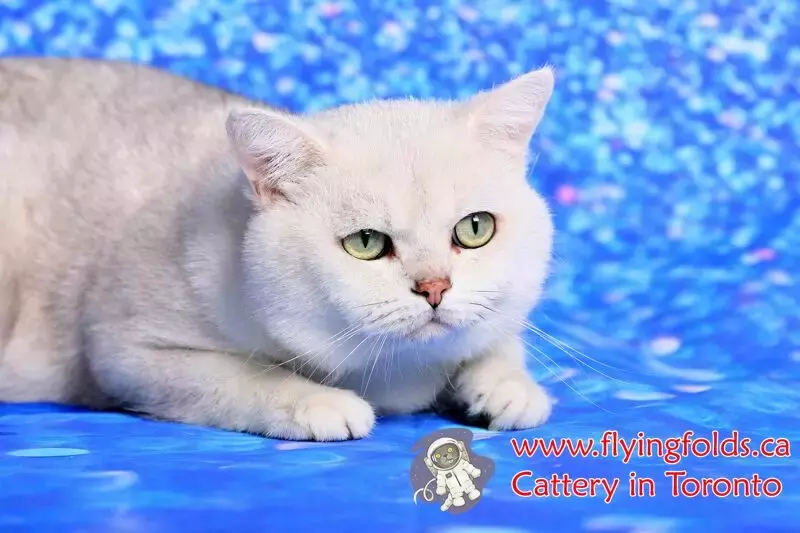 Darth Vader, British Shorthair Kitten Black Silver Shaded, Toronto. FlyingFolds Cattery