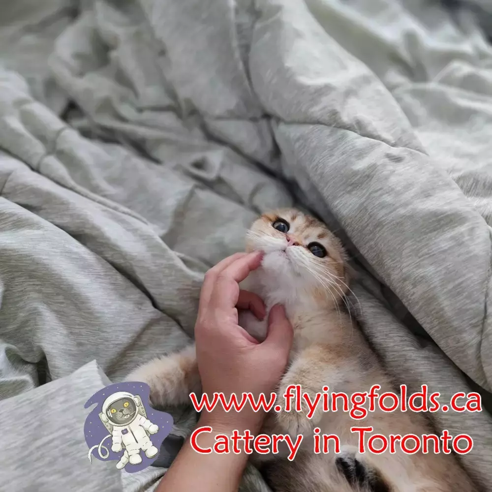 Rose, British Shorthair Kitten Black Golden Shell Chinchilla, Toronto. FlyingFolds Cattery
