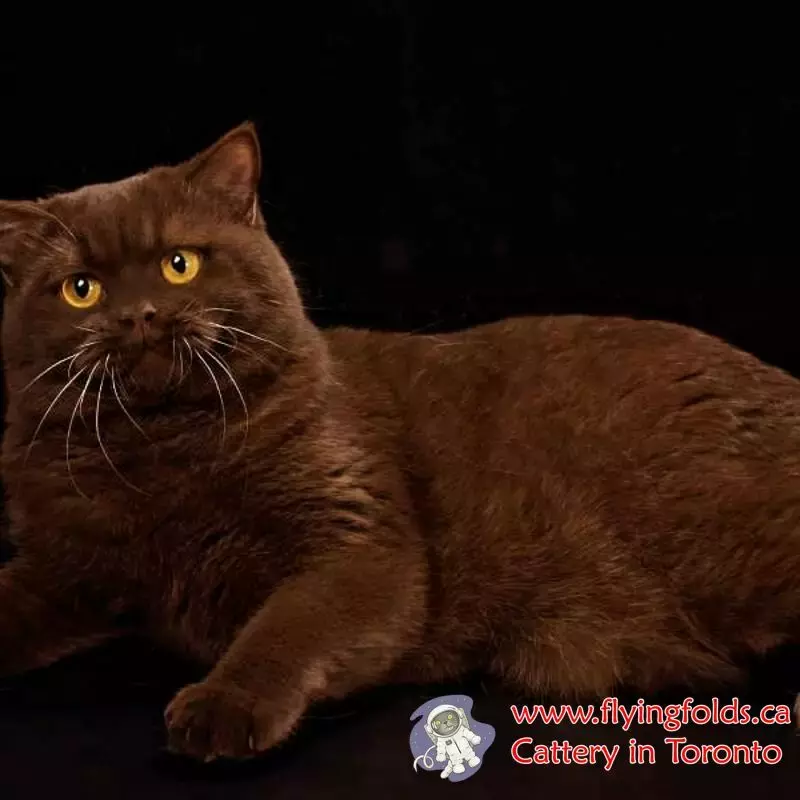 Giovanni, British Shorthair Kitten Chocolate, Toronto. FlyingFolds Cattery