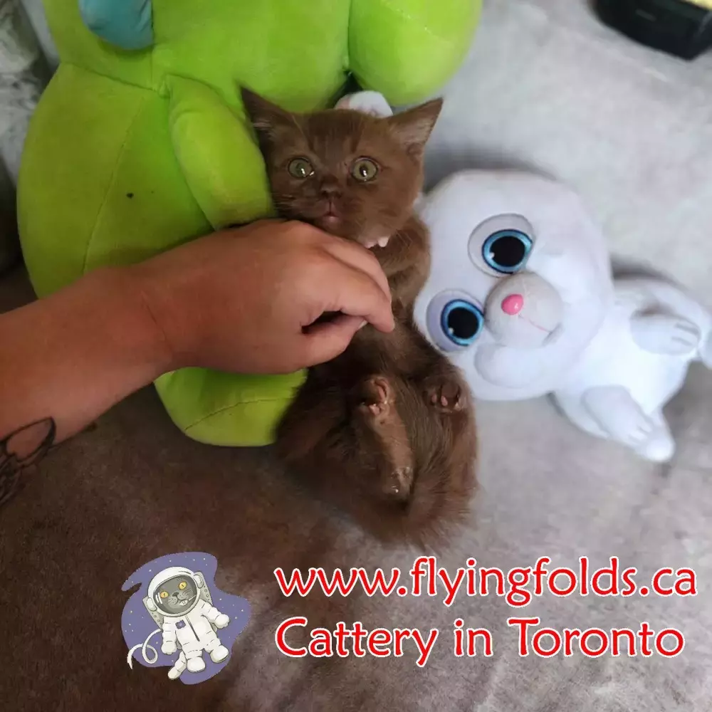 Bonn, British Shorthair Kitten Chocolate, Toronto. FlyingFolds Cattery