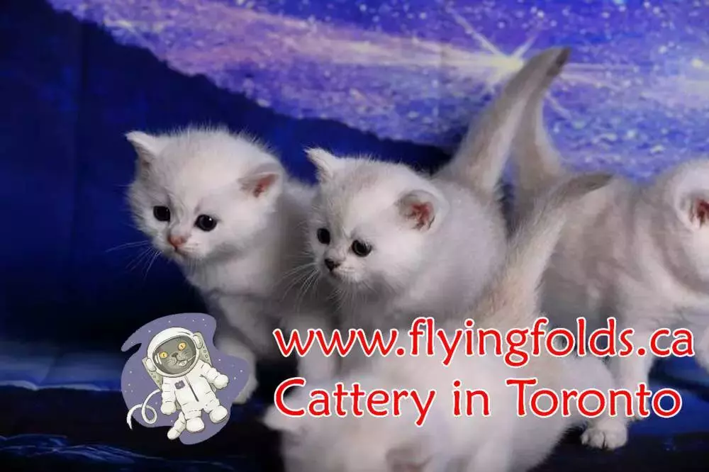 Abigail and Benjamin, British Shorthair Kitten Black Silver Shaded, Toronto. FlyingFolds Cattery