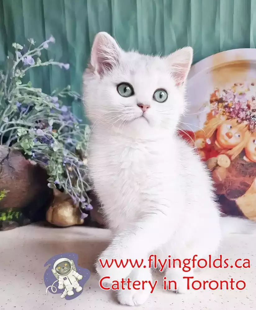 Blizzard, British Shorthair Kitten Black Silver Shaded, Toronto. FlyingFolds Cattery