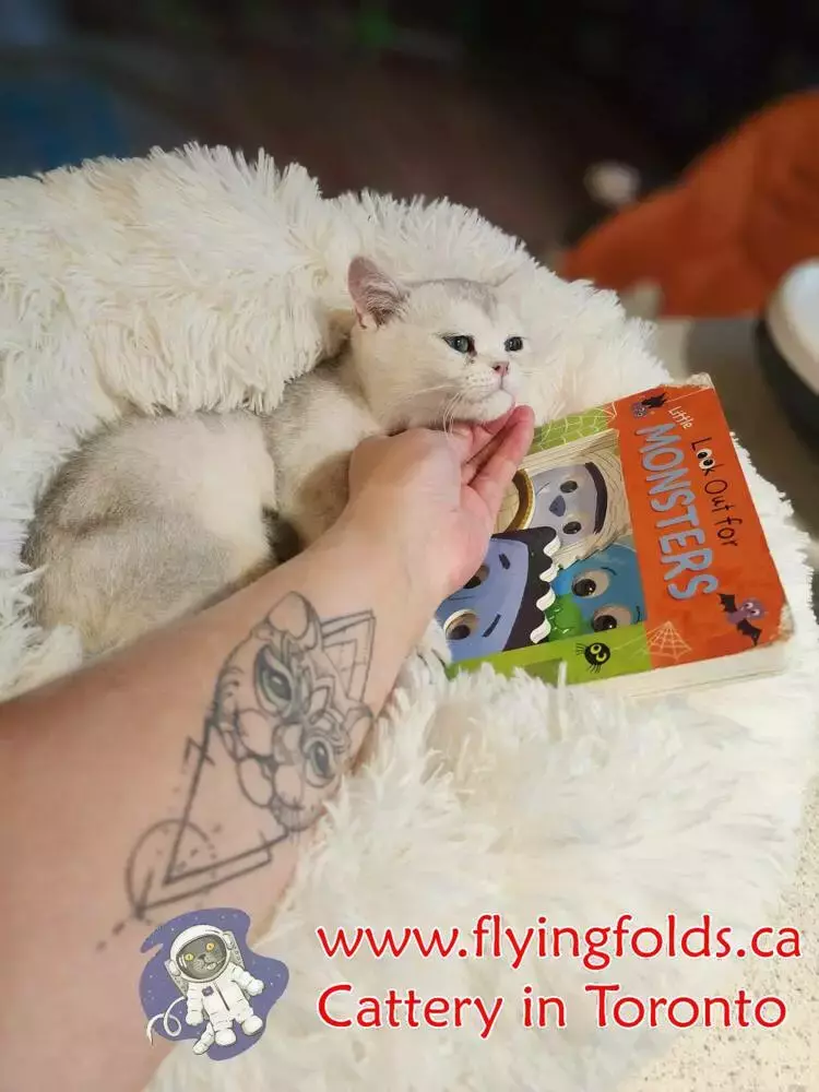 Blizzard, British Shorthair Kitten Black Silver Shaded, Toronto. FlyingFolds Cattery
