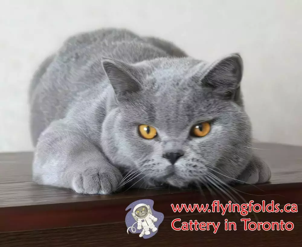 Baloon, British Shorthair Kitten Blue, Toronto. FlyingFolds Cattery