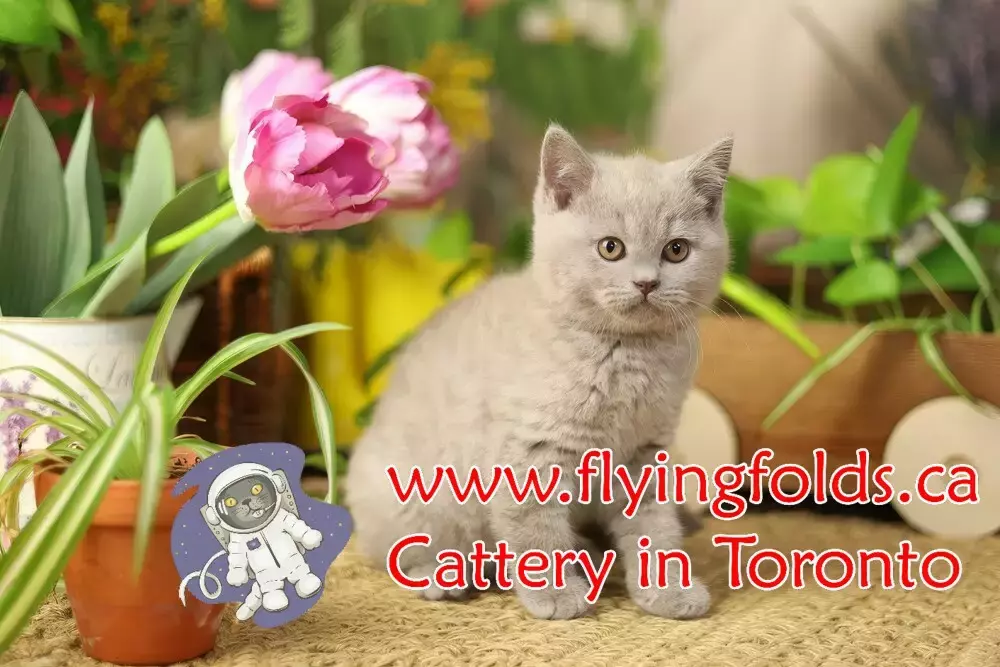 Albert de Windsor, British Shorthair Kitten Rose Lilac, Toronto. FlyingFolds Cattery
