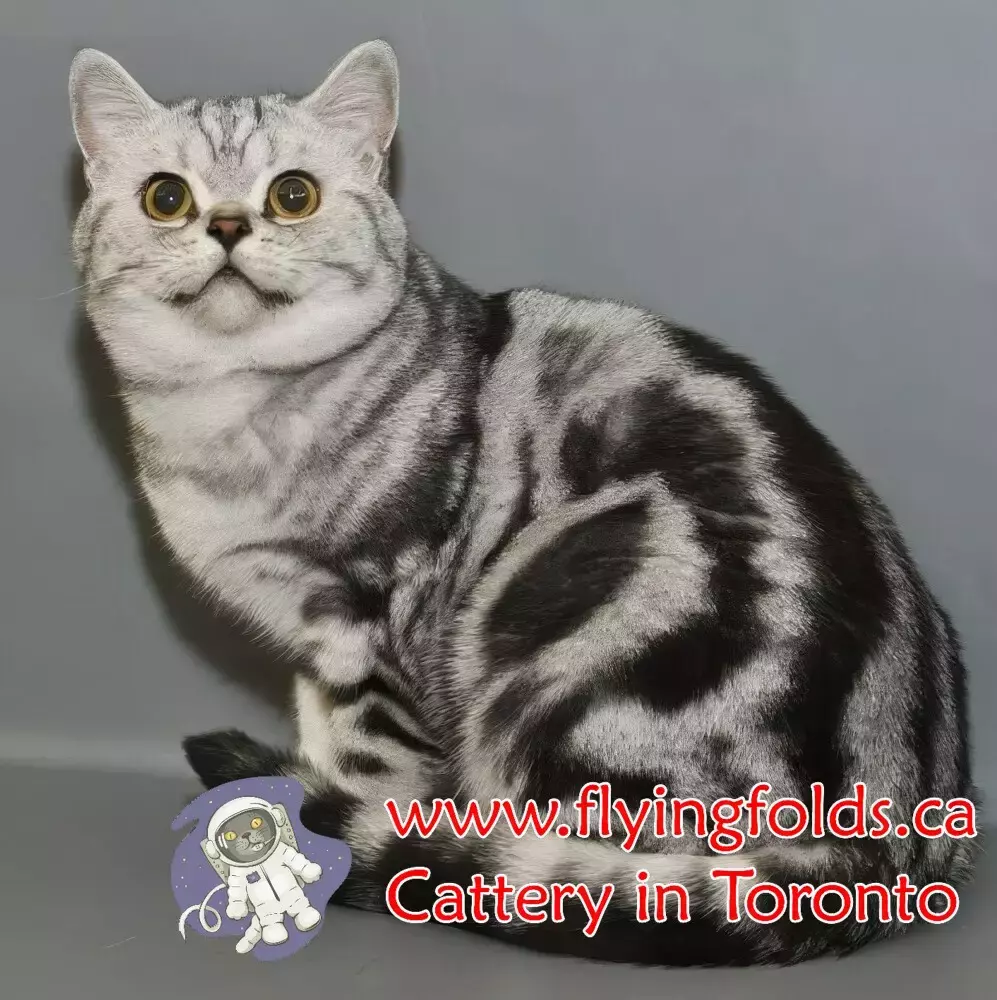 Vasilisa, British Shorthair Kitten Silver Blue Spotted tabby, Toronto. FlyingFolds Cattery