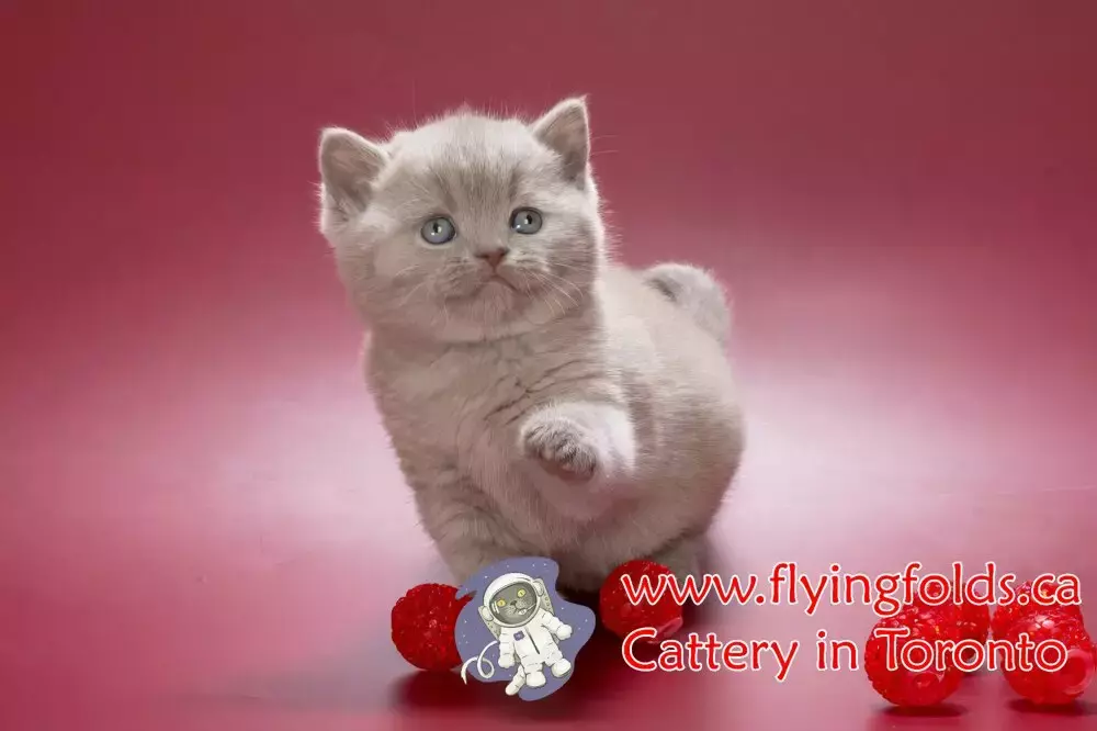 Cordelia de Montespan, British Shorthair Kitten Rose Lilac, Toronto. FlyingFolds Cattery