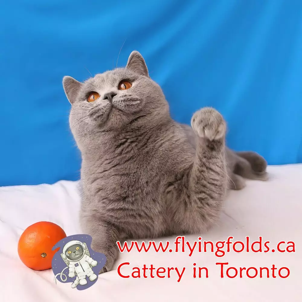 SvEvlines MoMiAn Donatan, British Shorthair Cat Blue, Toronto. FlyingFolds Cattery